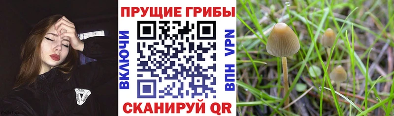 Псилоцибиновые грибы ЛСД  дарнет шоп  Хабаровск 