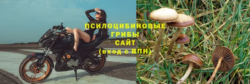 omg ONION  где купить наркотик  Хабаровск  Псилоцибиновые грибы Cubensis 